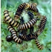 Cinnabar Moth Hipocrita jacobaeae Larvae 